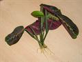 Maranta Fascintator